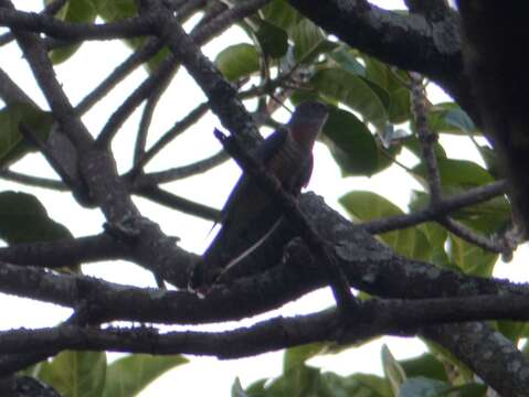 Image of Red-chested Cuckoo