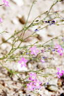 Image of cactus flat gilia