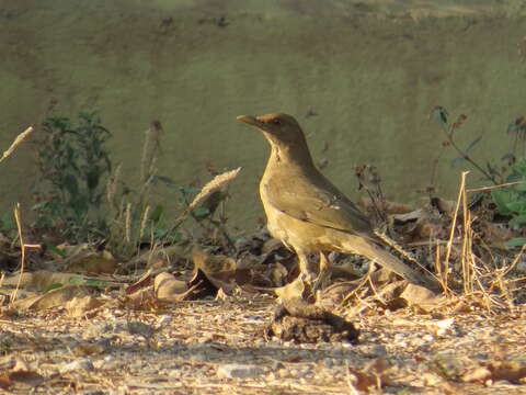 Image of Clay-colored Robin