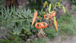 Image of Tiger lily