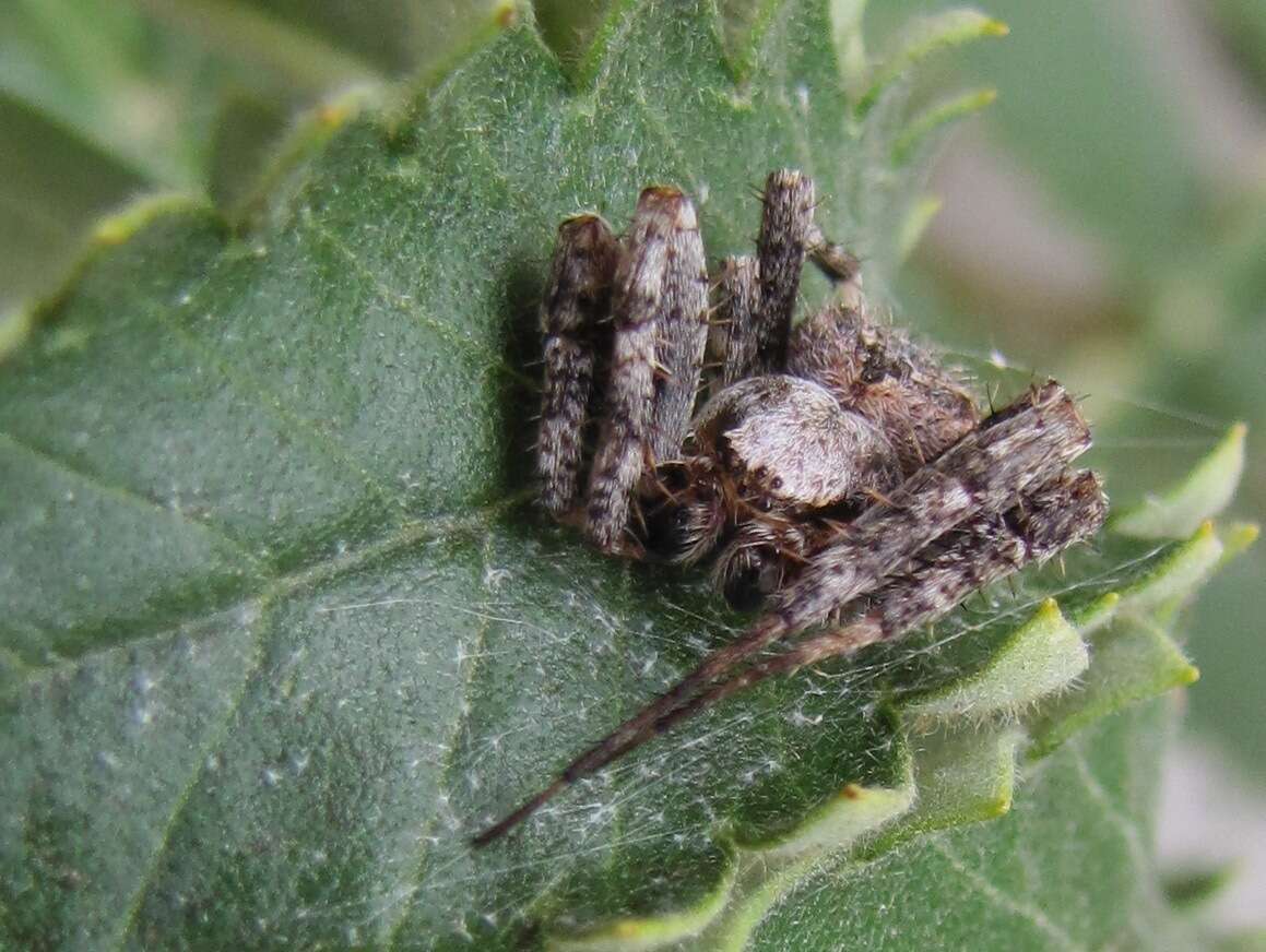 Imagem de Pararaneus perforatus (Thorell 1899)