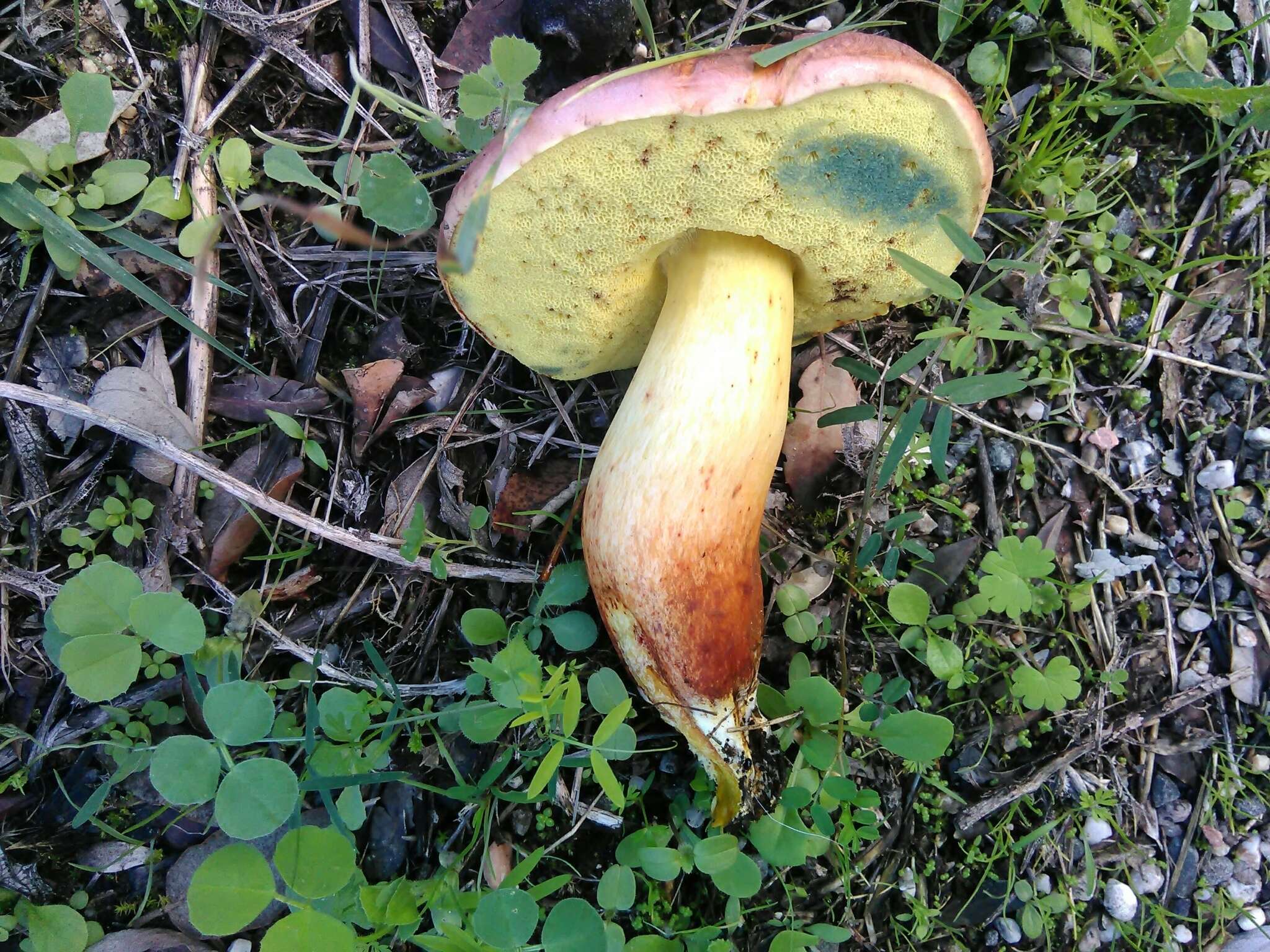 Rheubarbariboletus persicolor (H. Engel, Klofac, H. Grünert & R. Grünert) Vizzini, Simonini & Gelardi 2015的圖片