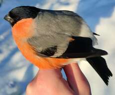 Image of Eurasian bullfinch