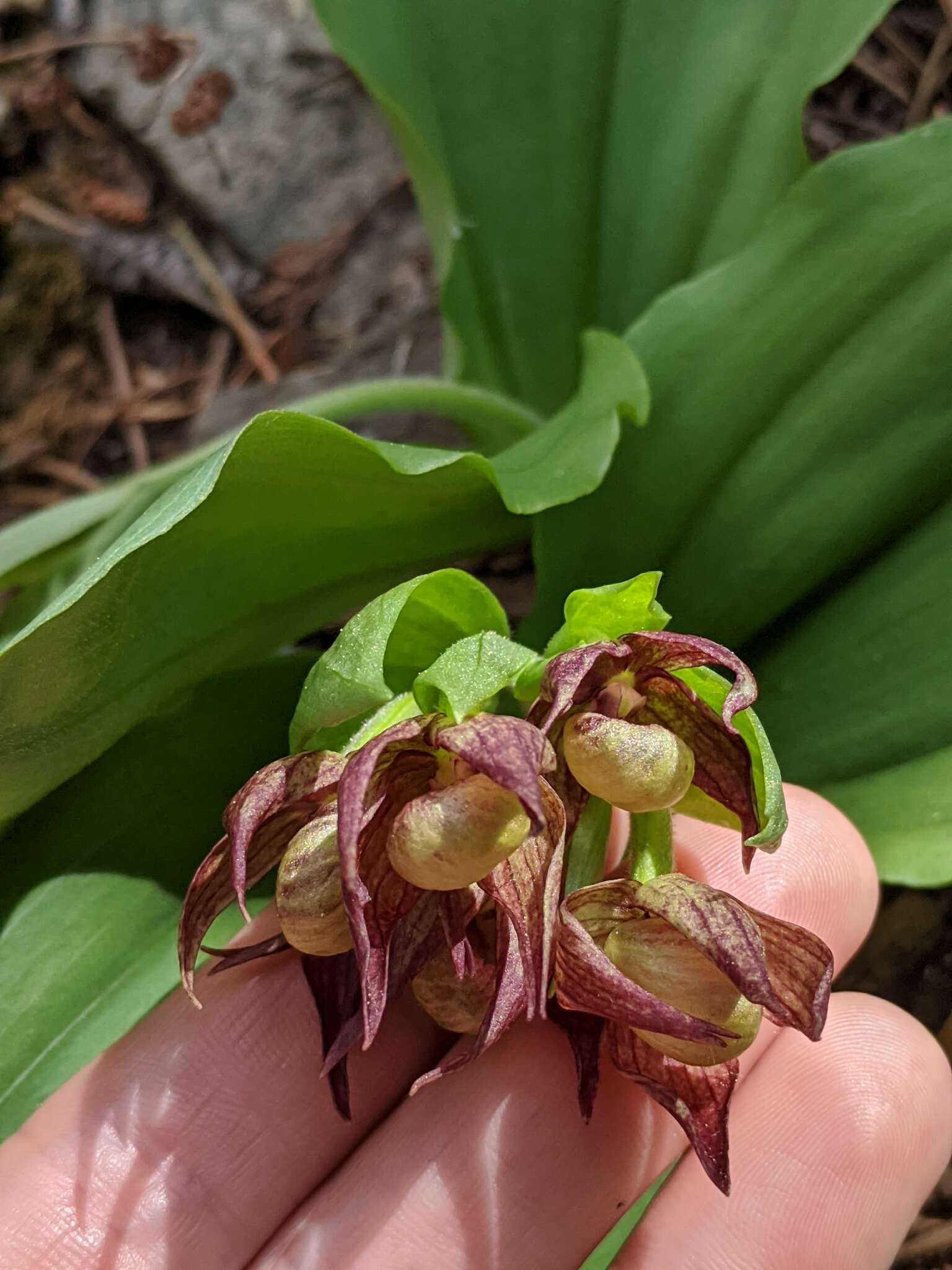 Image of Clustered lady's slipper