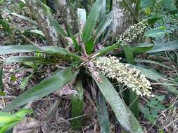 Sivun Aechmea mexicana Baker kuva