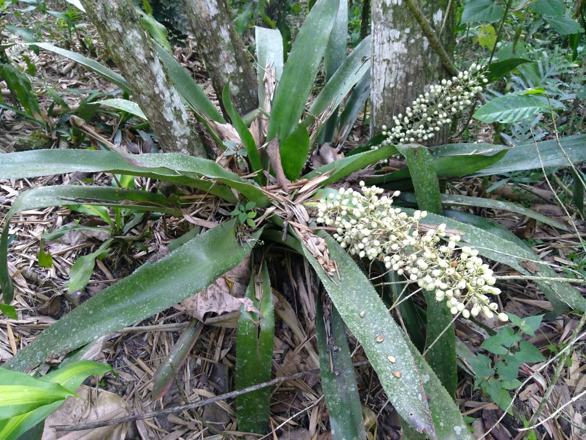 Sivun Aechmea mexicana Baker kuva