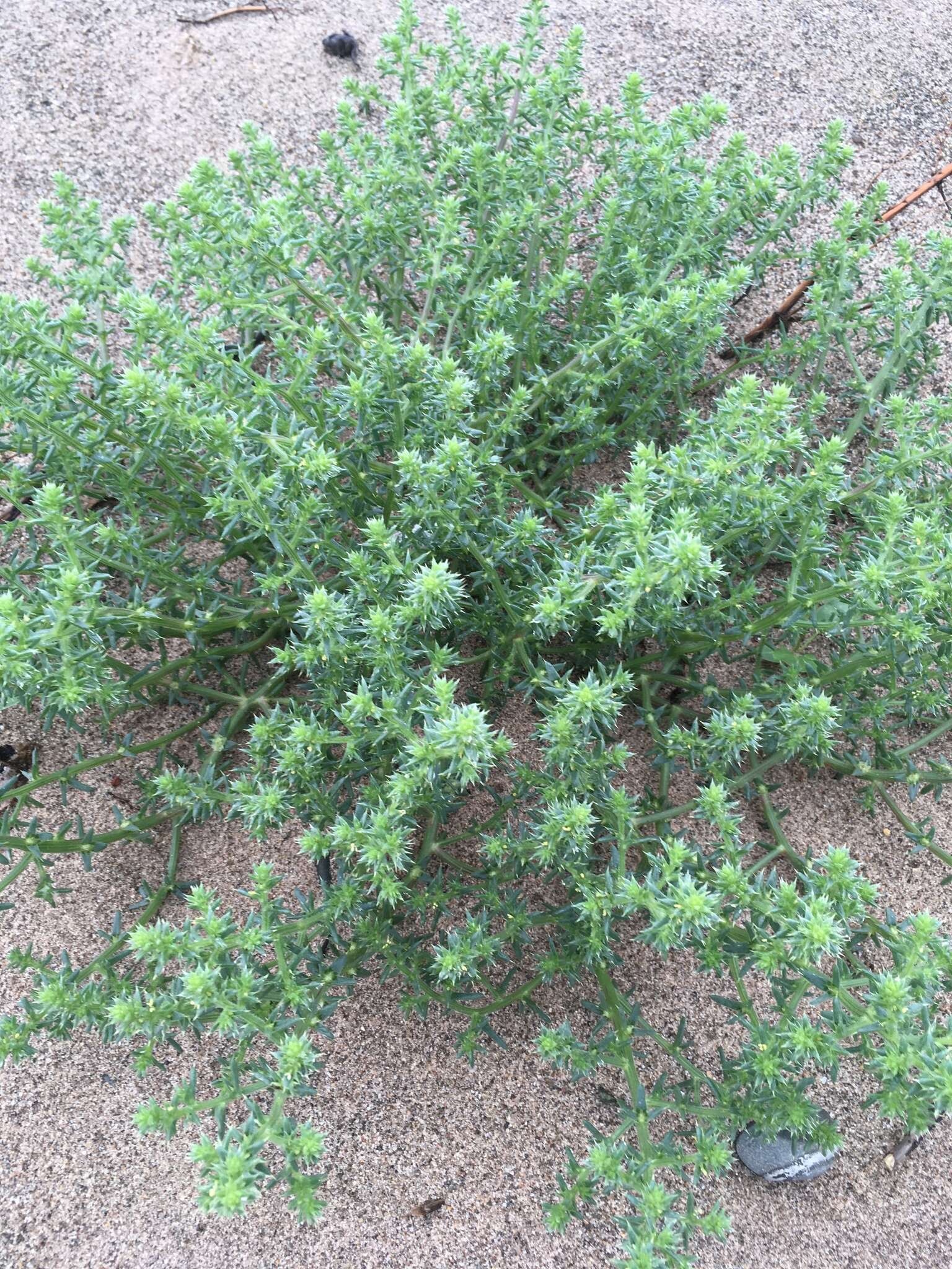 Image of Salsola L.