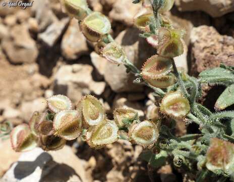 Cynoglossum lithospermifolium Lam. resmi