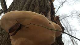 Image of Fomitopsis ochracea Ryvarden & Stokland 2008