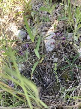 Image of subterranean Indian breadroot