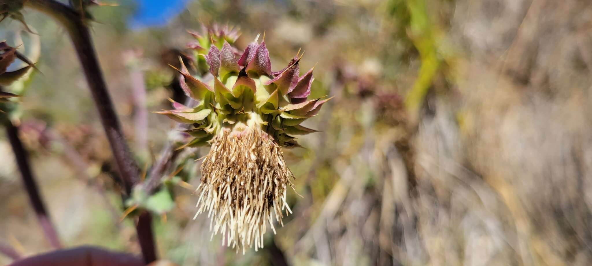 Image of Fountain Thistle