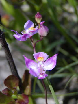 Image of Many-flowered grass-pink orchid