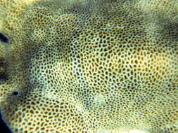 Image of tombstone coral