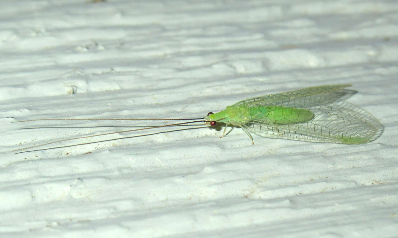 Image of Ceraeochrysa lineaticornis (Fitch 1855)