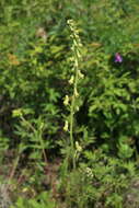 Imagem de Aconitum barbatum Pers.