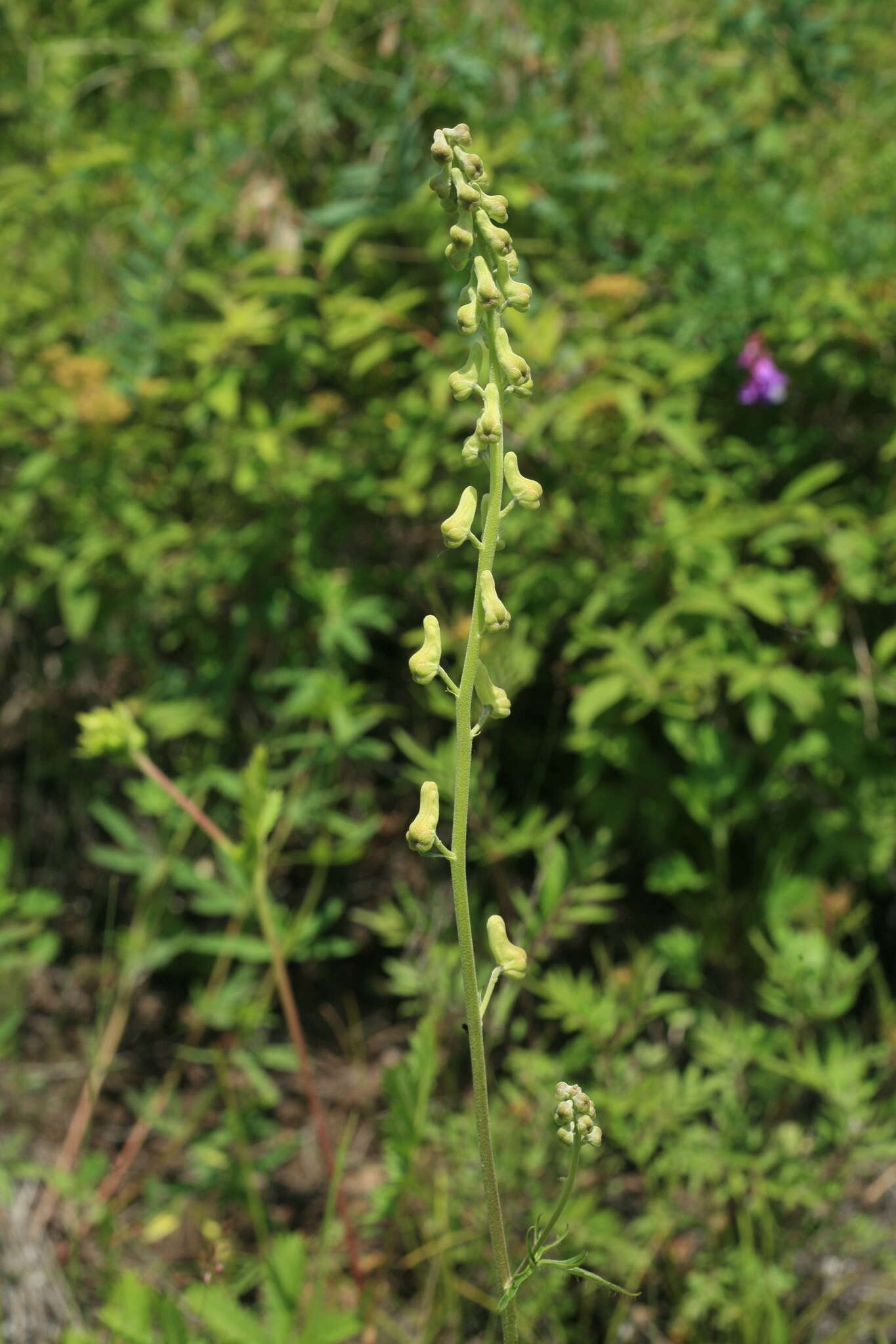 Слика од Aconitum barbatum Pers.