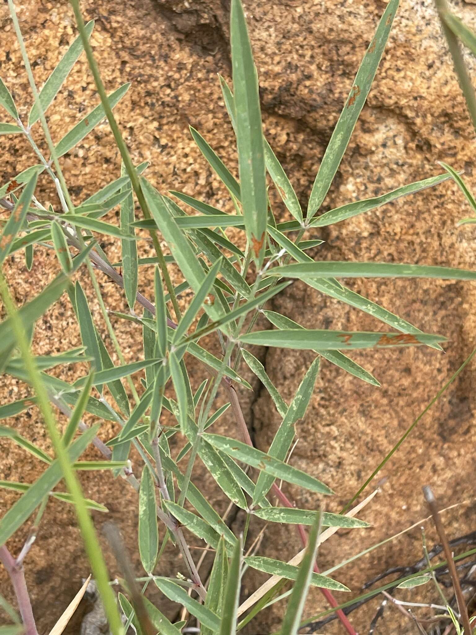 Image of Tephrosia longipes subsp. longipes