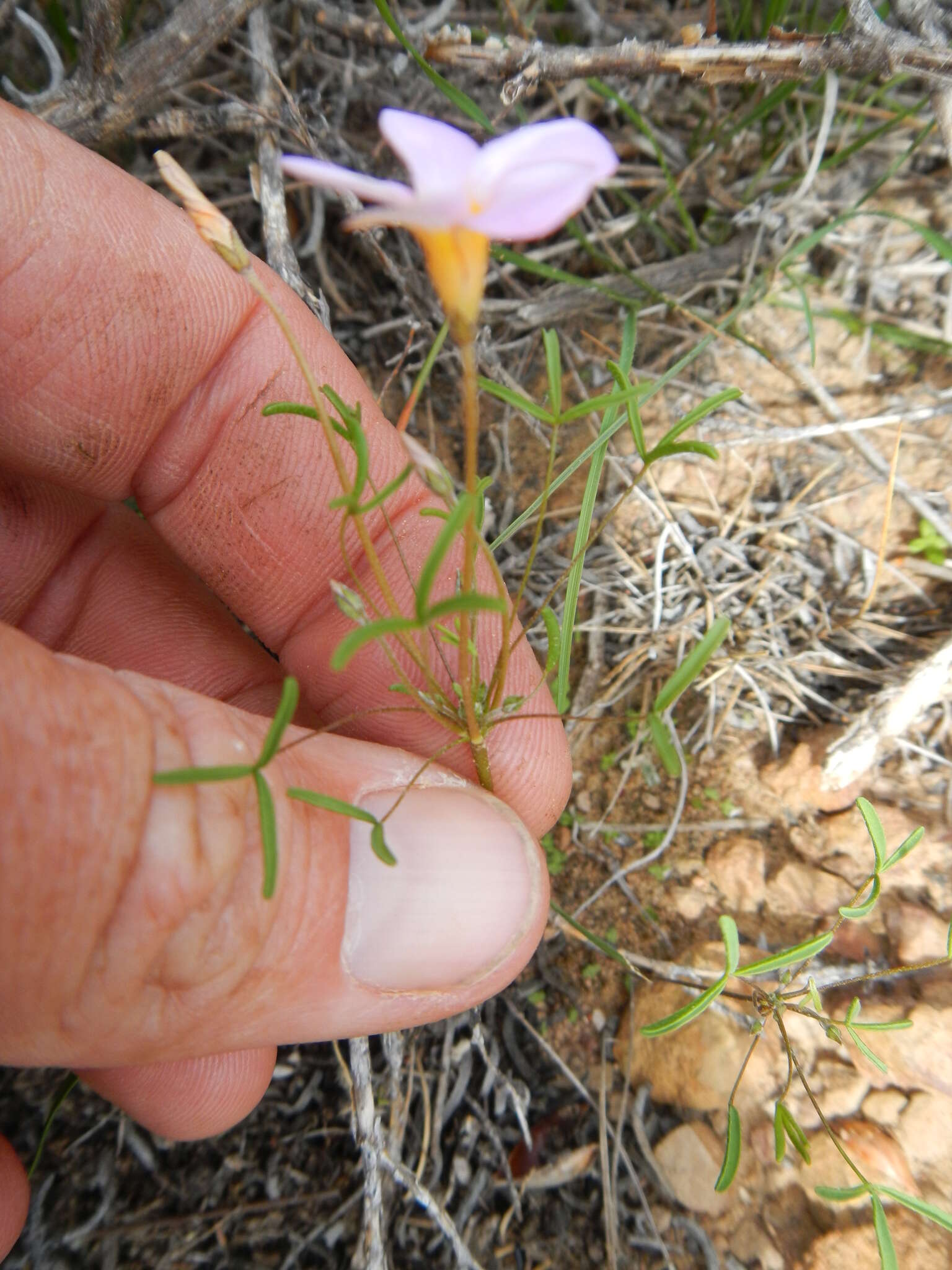 Sivun Oxalis burkei Sond. kuva