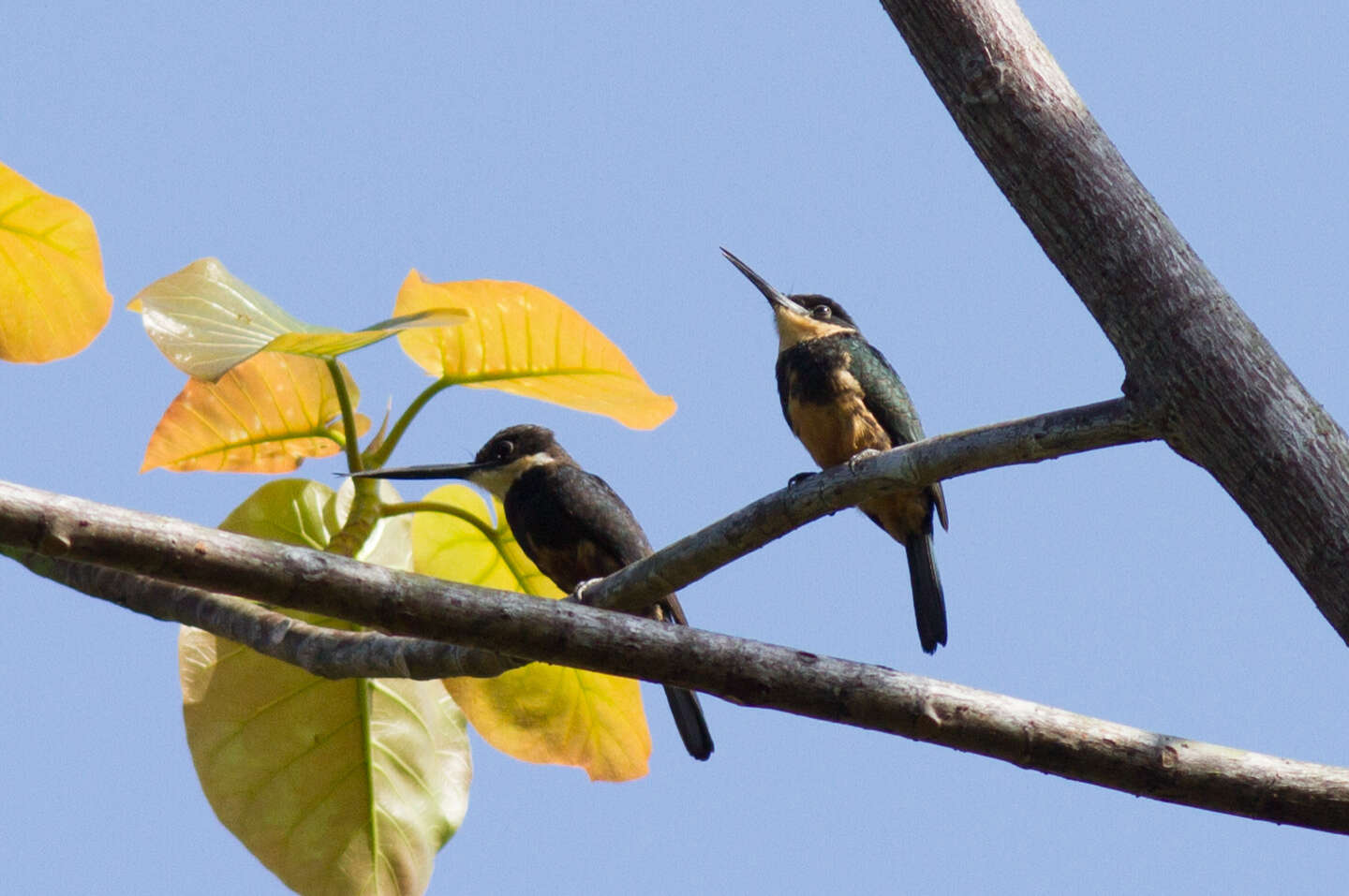 Image of Dusky-backed Jacamar