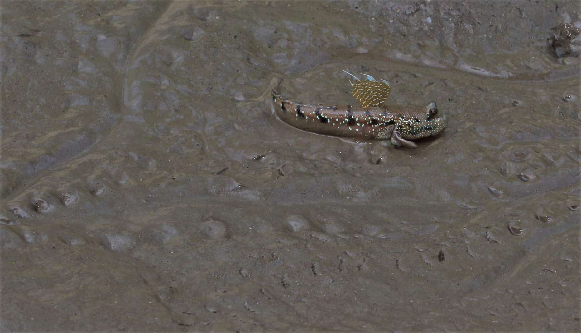 Image of Blue-spotted Mudskipper