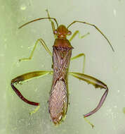 Image of Texas Bow-legged Bug