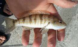 Image of Sand Perch