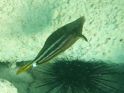 Image of Orangespotted Filefish