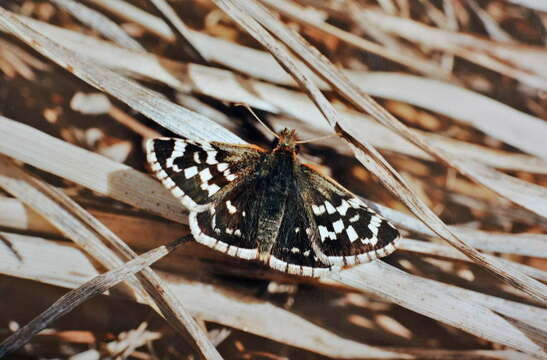 Image of Pyrgus maculatus Bremer & Grey 1853