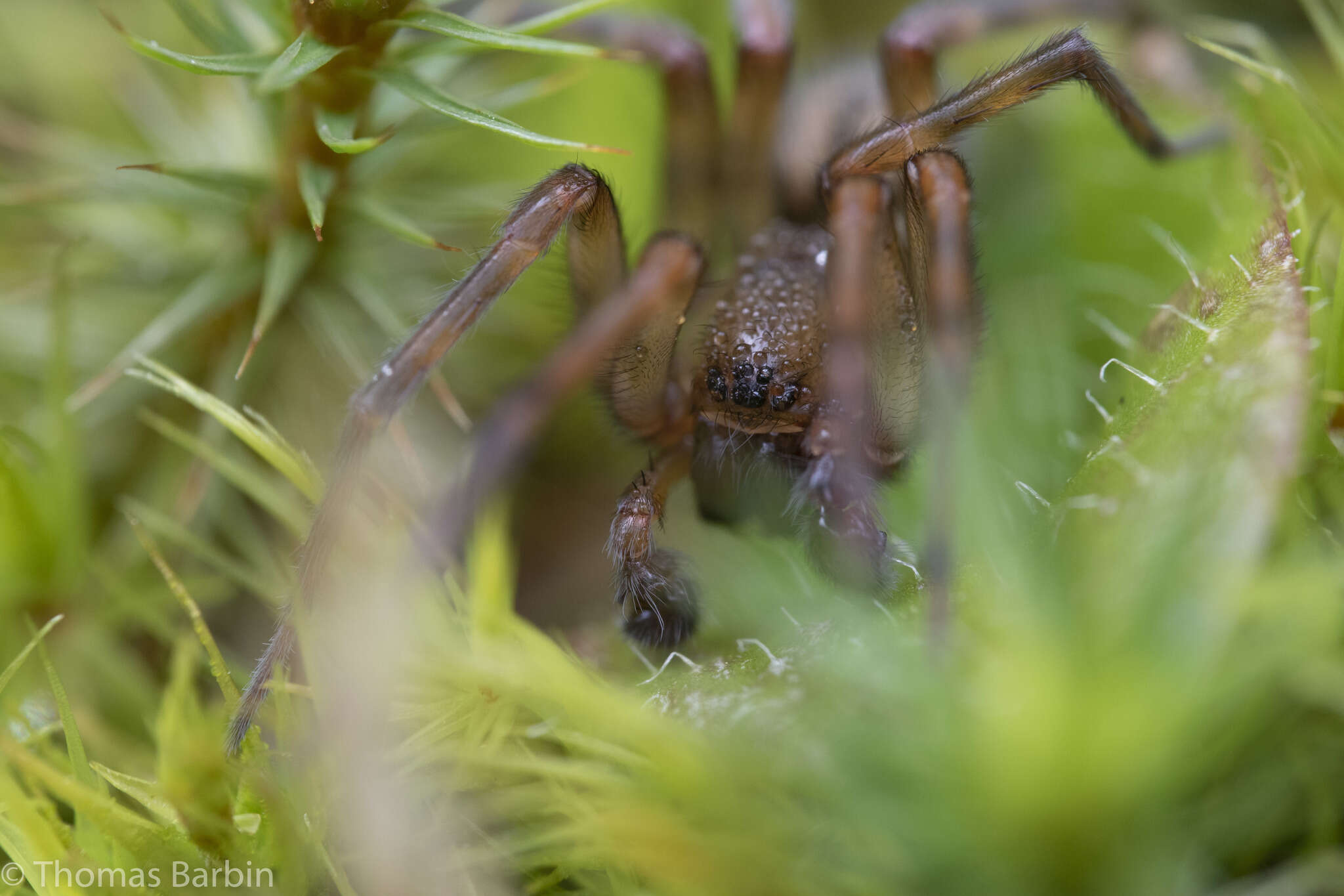 Image of Callobius pictus (Simon 1884)