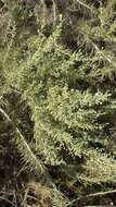 Image of coastal sagebrush