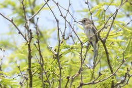 Image of White-throated Flycatcher