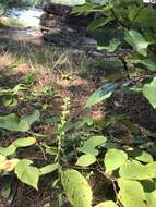 Image of white goldenrod