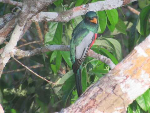 Image of Black-tailed Trogon