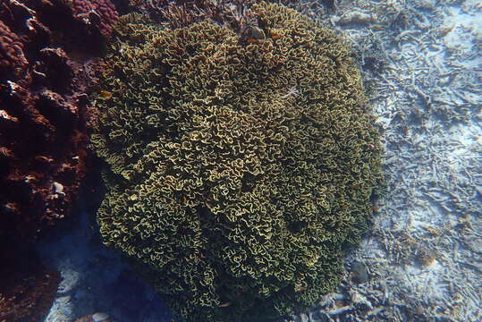 Image of Common lettuce coral