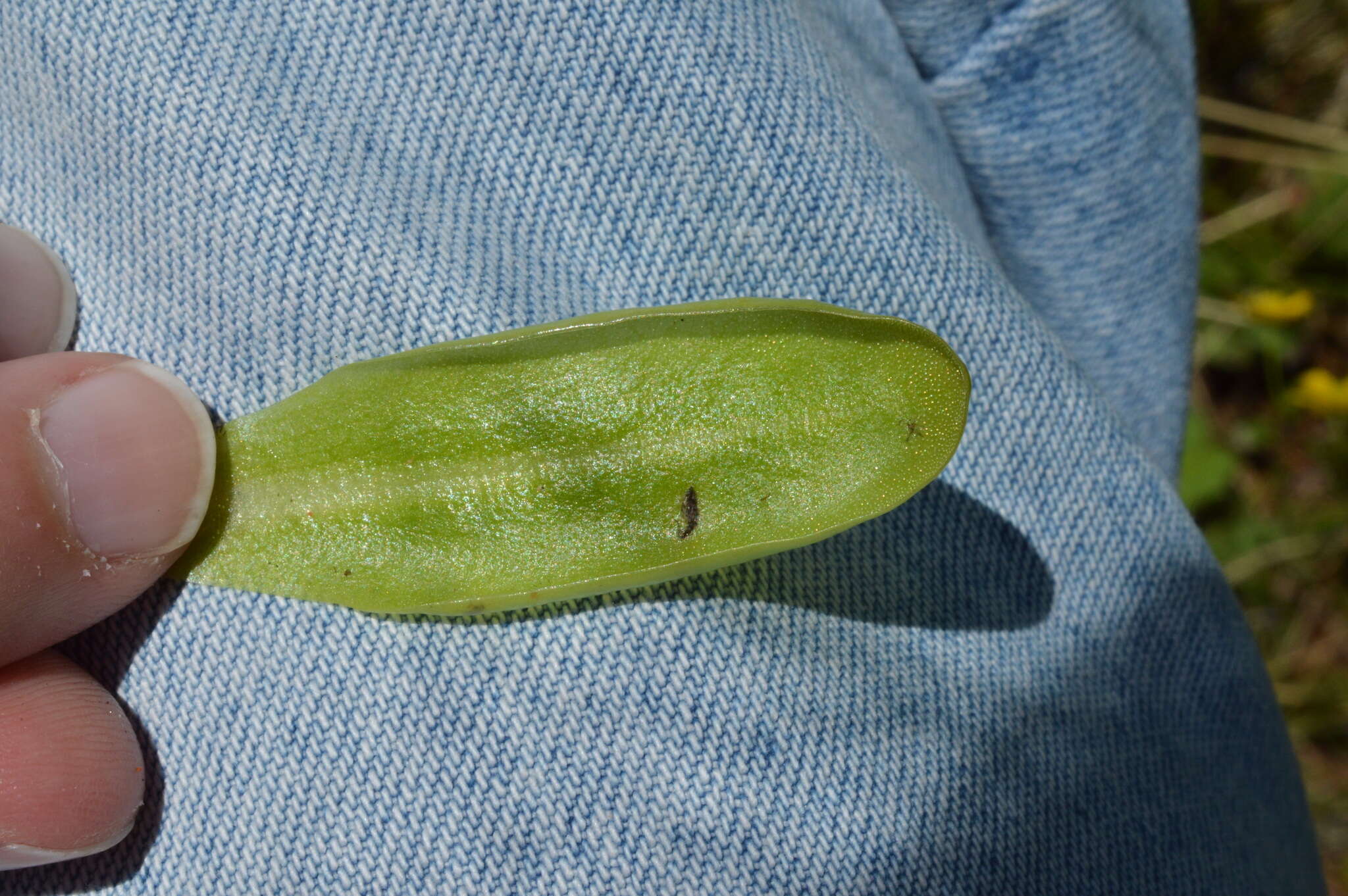 Image of Pinguicula leptoceras Rchb.