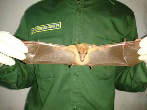 Image of Greater Long-nosed Fruit Bat