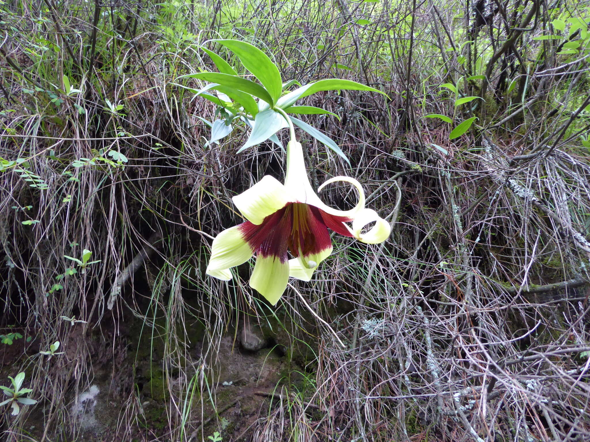 Image of Lilium nepalense D. Don