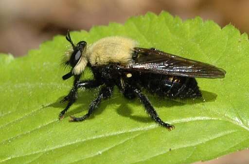 Image of Laphria virginica (Banks 1917)