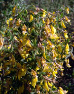 Image of Hairy Broom