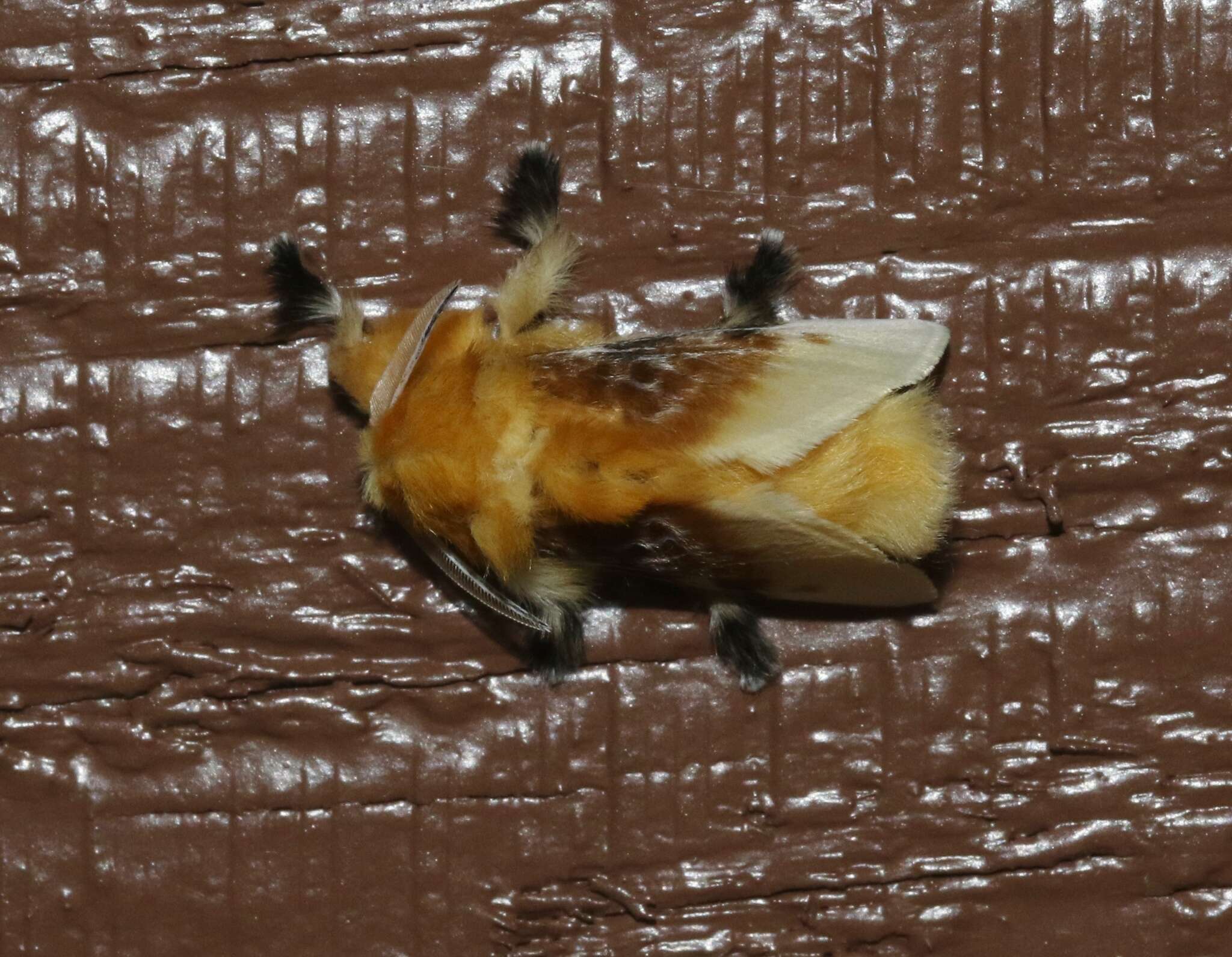 Image of Southern Flannel Moth