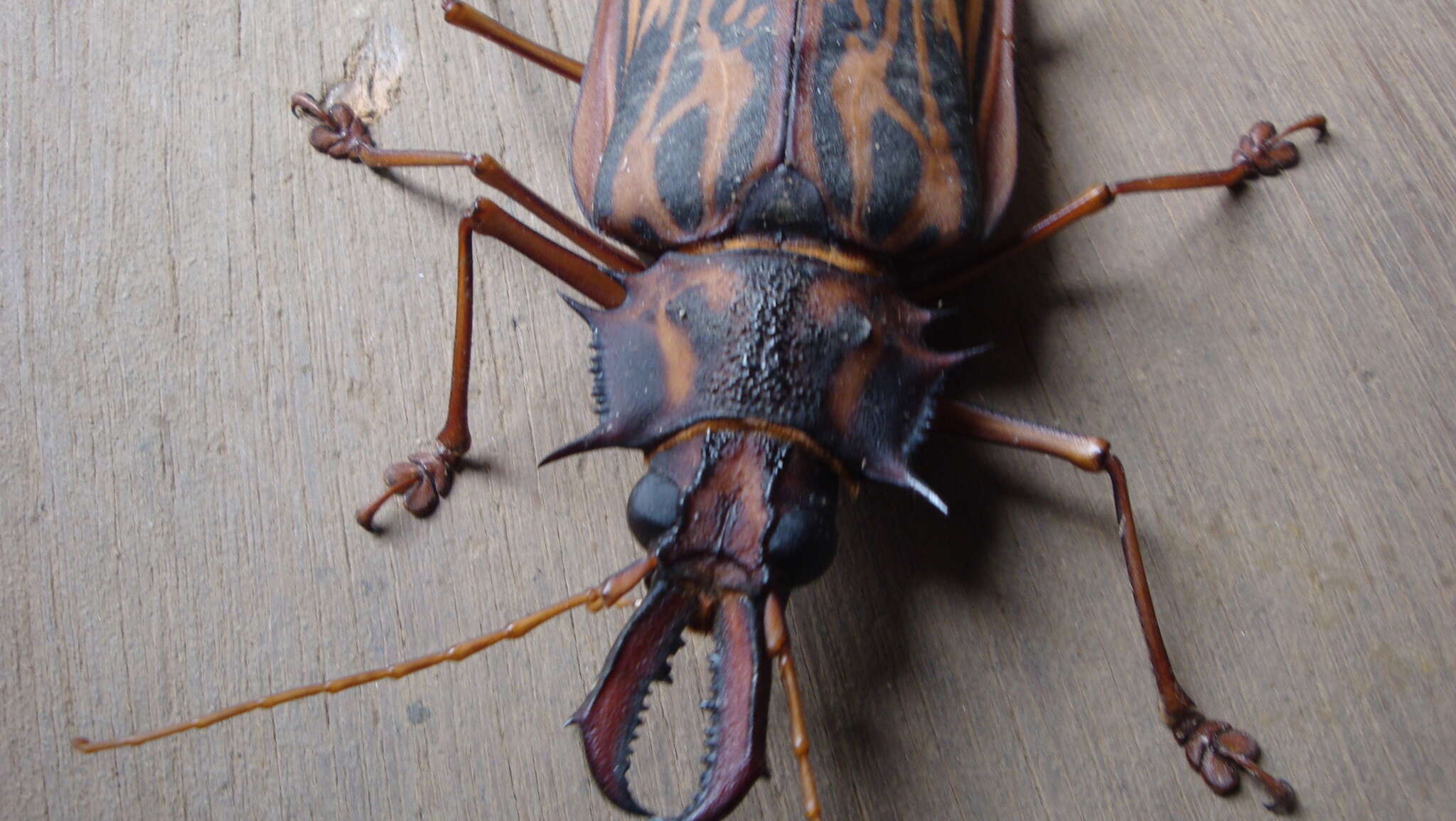 Image of Long-horned beetle