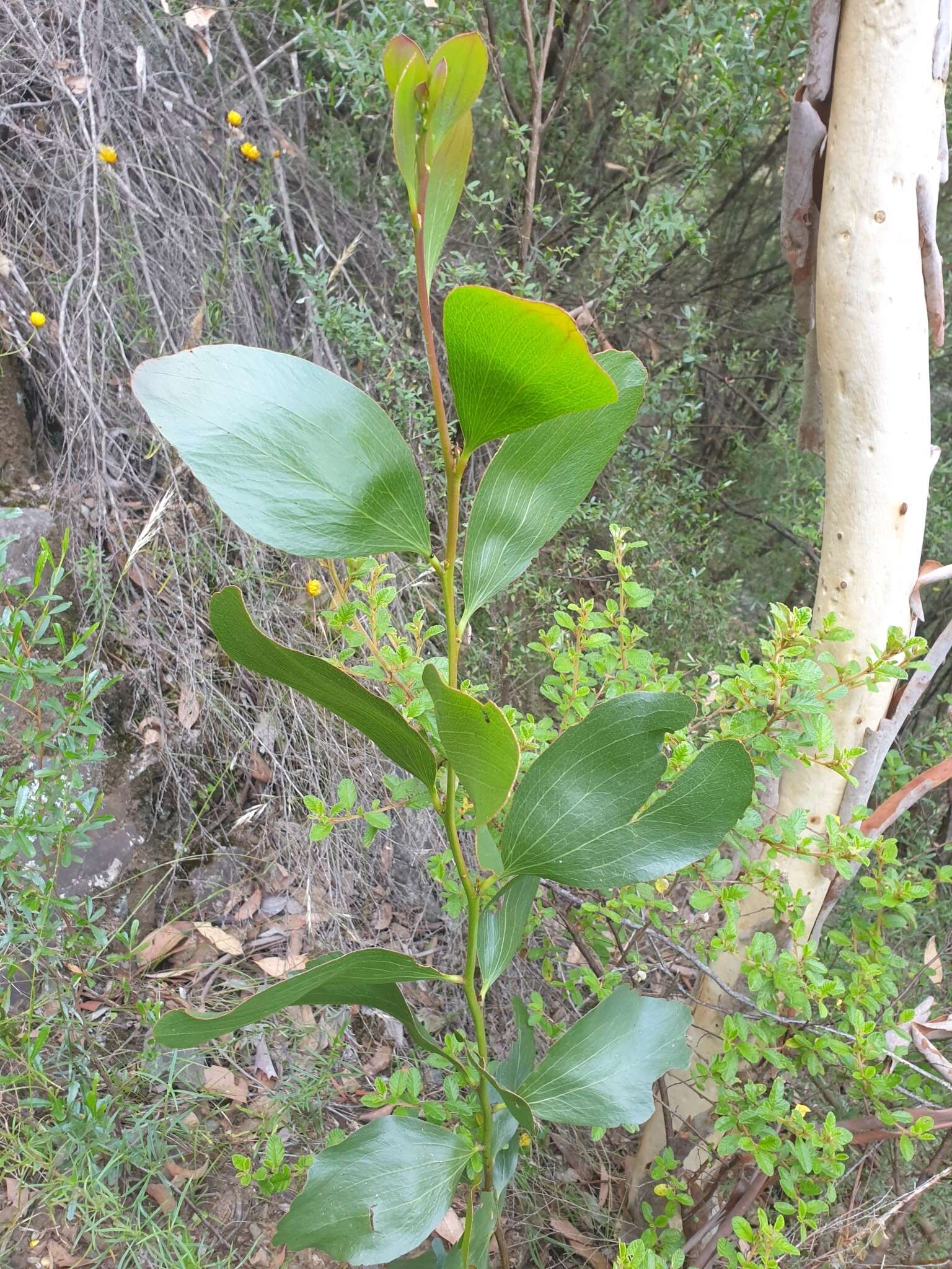 Image de Acacia phlebophylla F. Muell. ex H. B. Will.