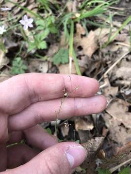 Image of Southern Meadow-Rue