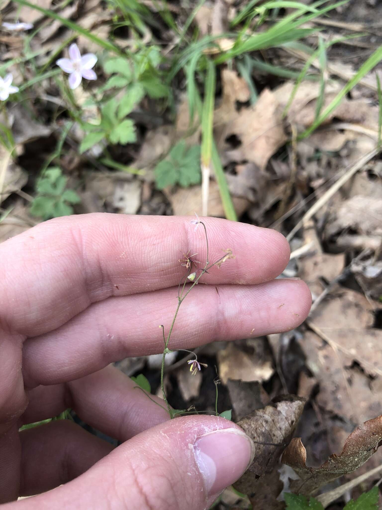 Image de Thalictrum debile Buckl.