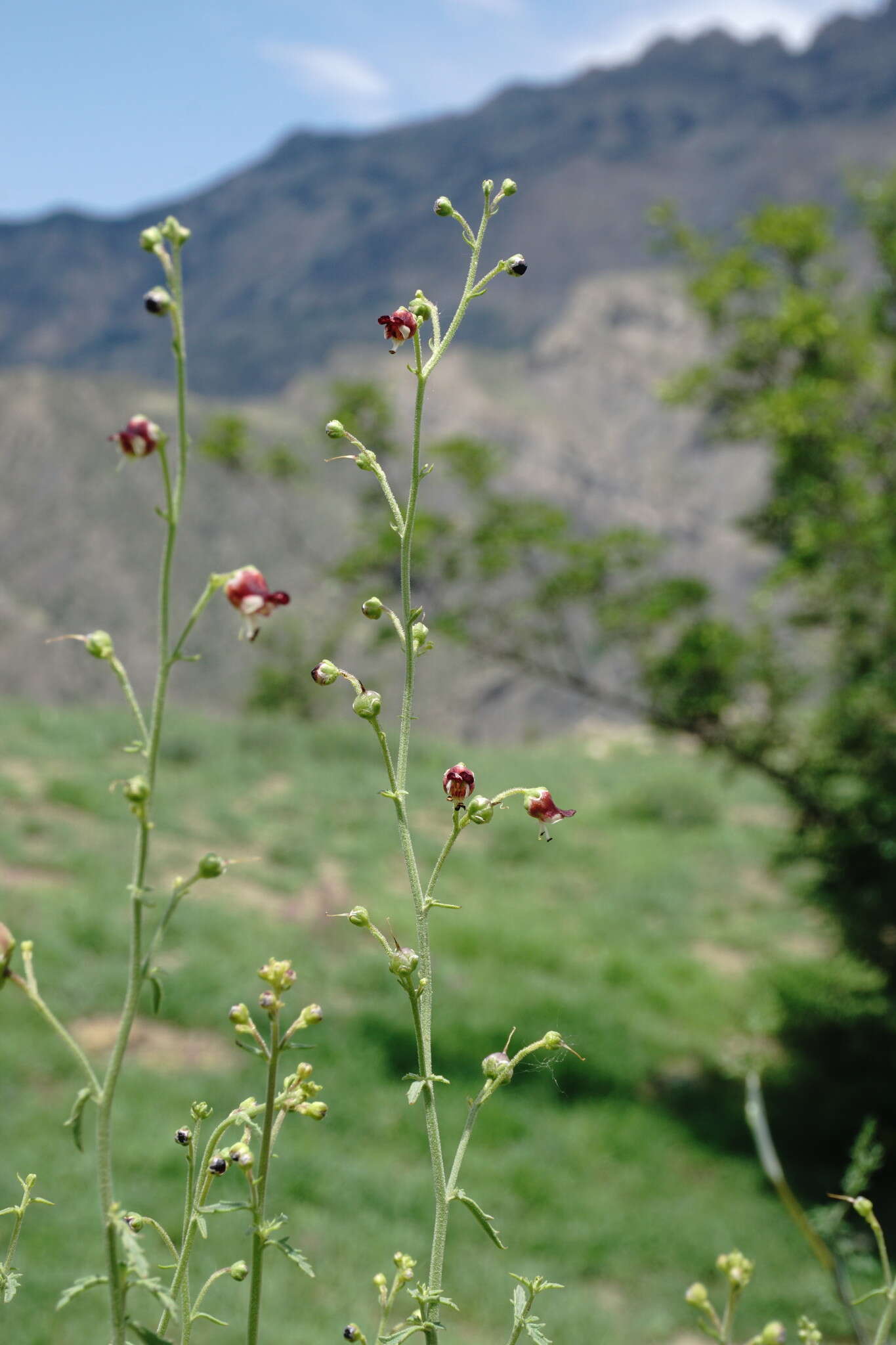 Scrophularia variegata M. Bieb. resmi