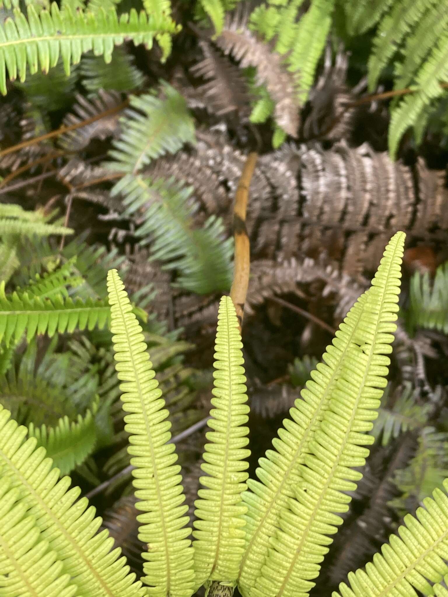 Image of Scrambling Fern