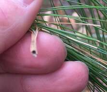 Image of Pine-tube Moth