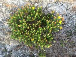 Image of Hypericum balearicum L.