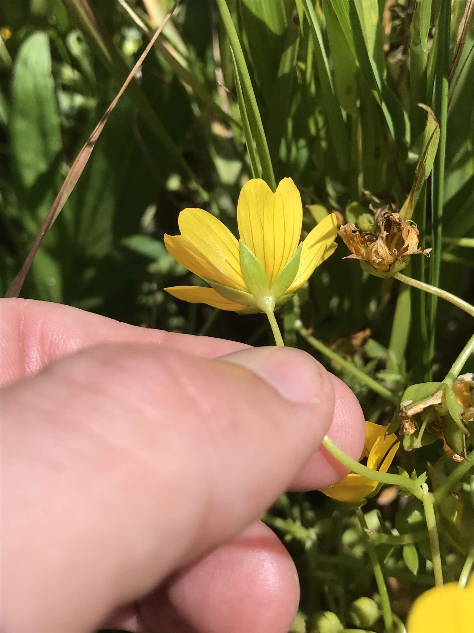 Imagem de Limnanthes douglasii subsp. sulphurea (C. T. Mason) C. T. Mason