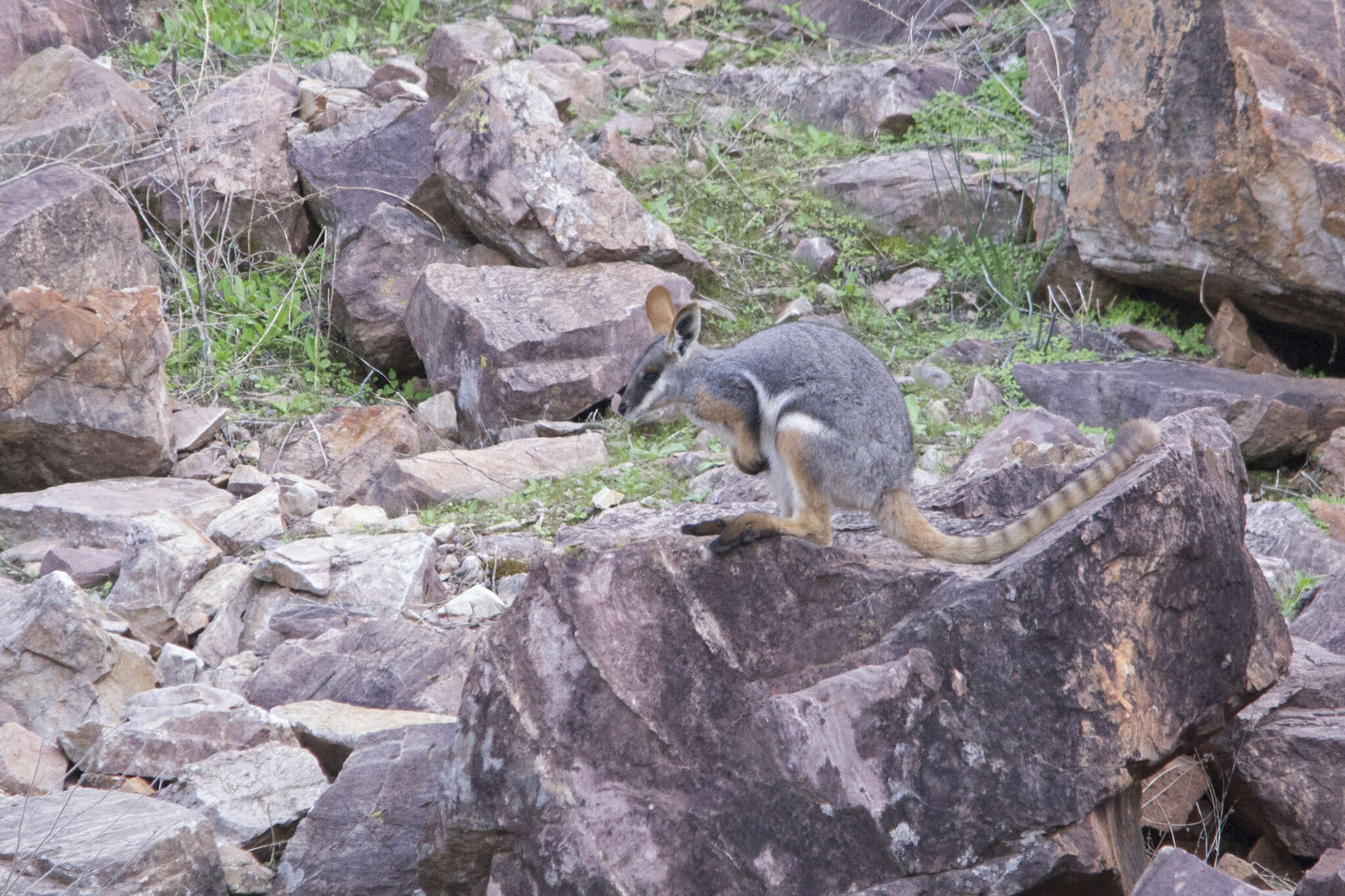 Image of Ring-tailed Rock Wallaby